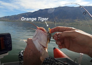 [Image: ORANGE-TIGER.jpg]