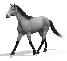 PAARD-760-MOOI-222-SUPER