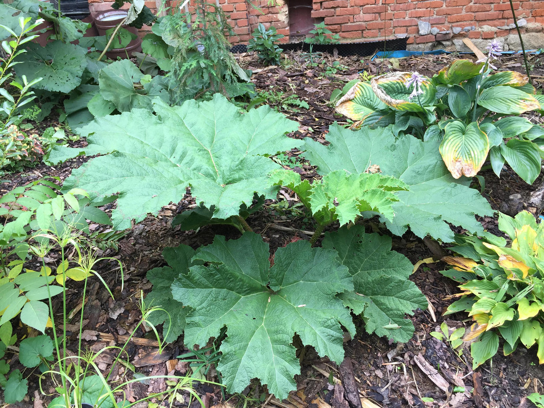 Gunnera  - Stránka 3 72129498-440411913259580-3936786720233619456-n