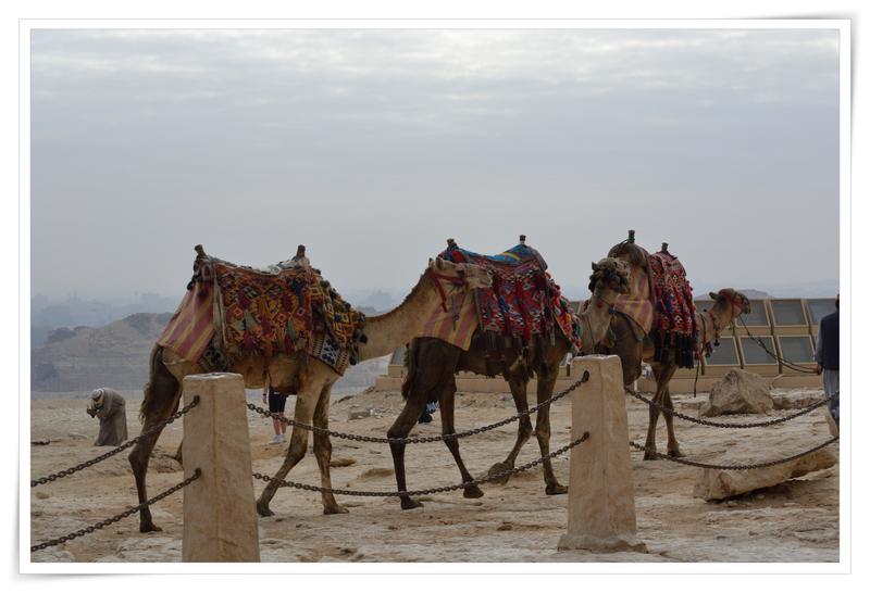 Pirámides de Guiza, GEM y noche cairota - Al fin, Egipto. (9)