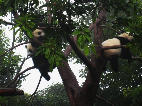 Grab Buda de Leshan Y Parque Osos Panda-6-8-2007 - China y sus pueblos-2007 (49)