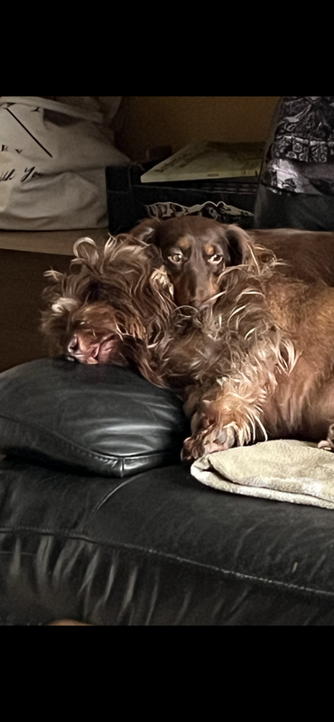 [Image: IMG-3871.png]