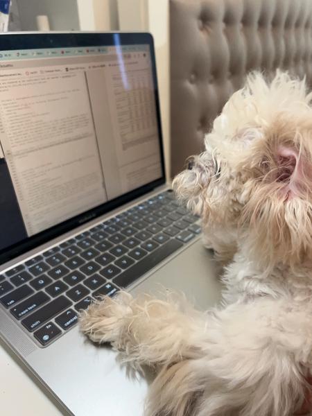 Dog beside laptop