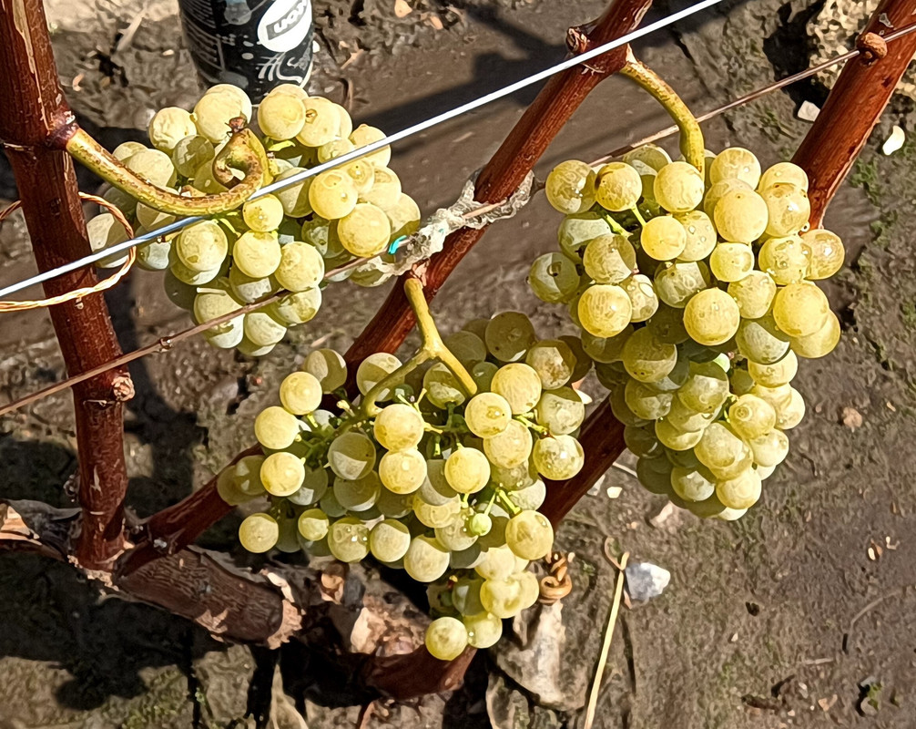 Цитронный Магарача_20230823