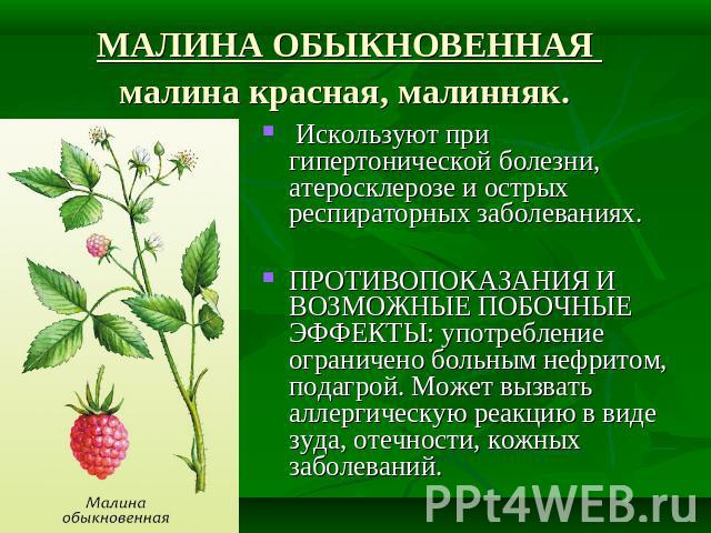 Противопоказания и возможные побочные эффекты употребления полыни сладкой