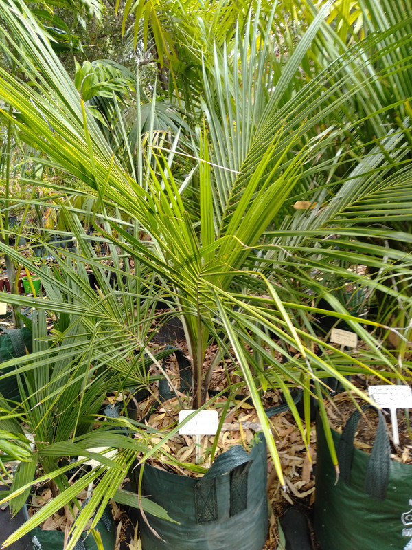 IMG20210206113222 beccariophoenix alfredii