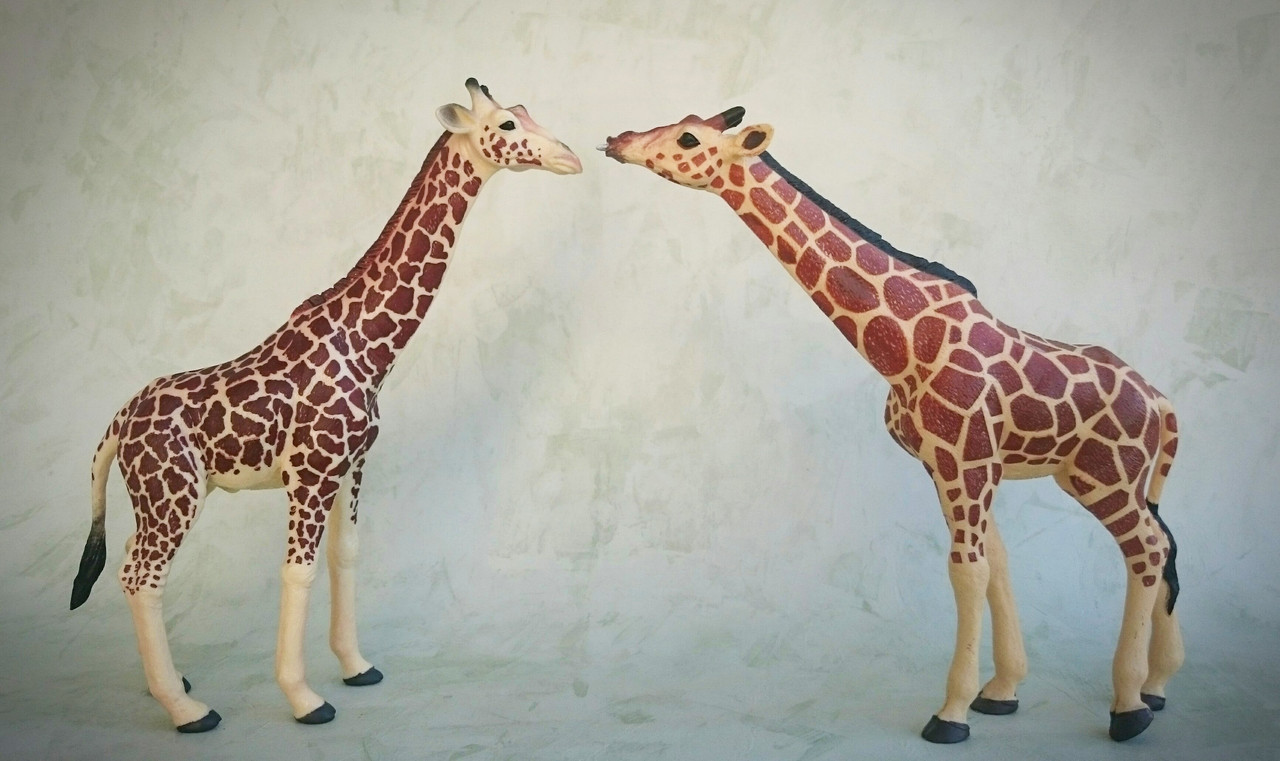 Mojo 2020 - Masai Giraffe 20200627-125724