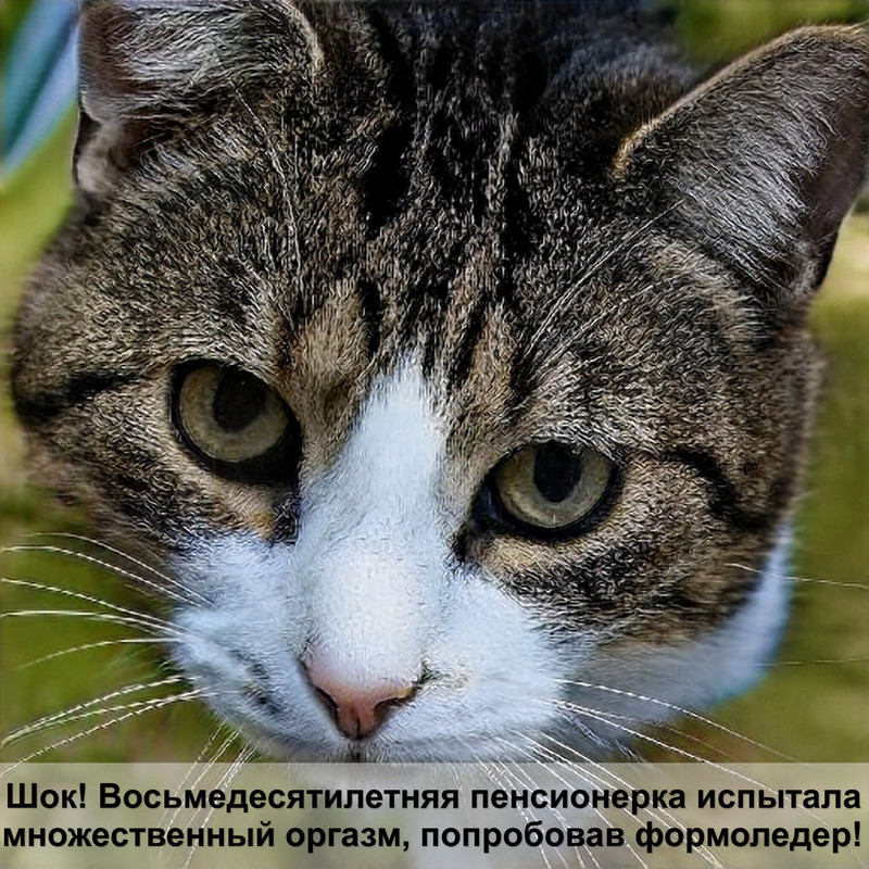 чем лечить лишай у кошек — Postimages