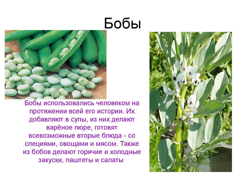 бобы овощные. бобовые горох зернобобовые. кормовые бобы семена. бобы фава. способы приготовления бобовых.