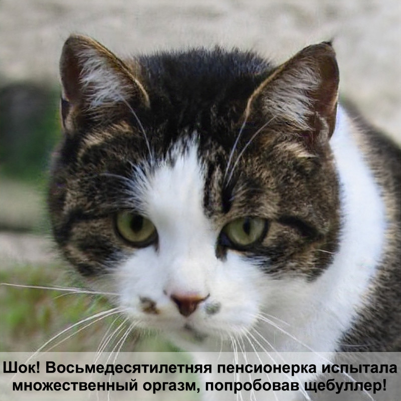 крупные кошки