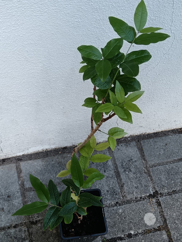 IMG 20260517 180317