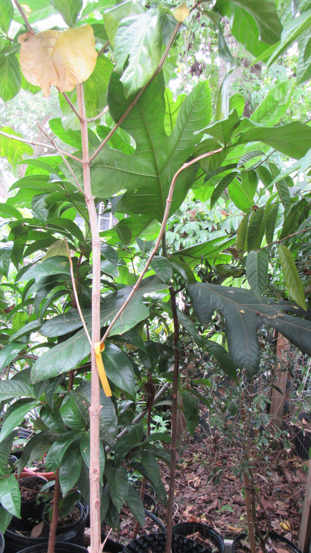 IMG 1104 — Postimages