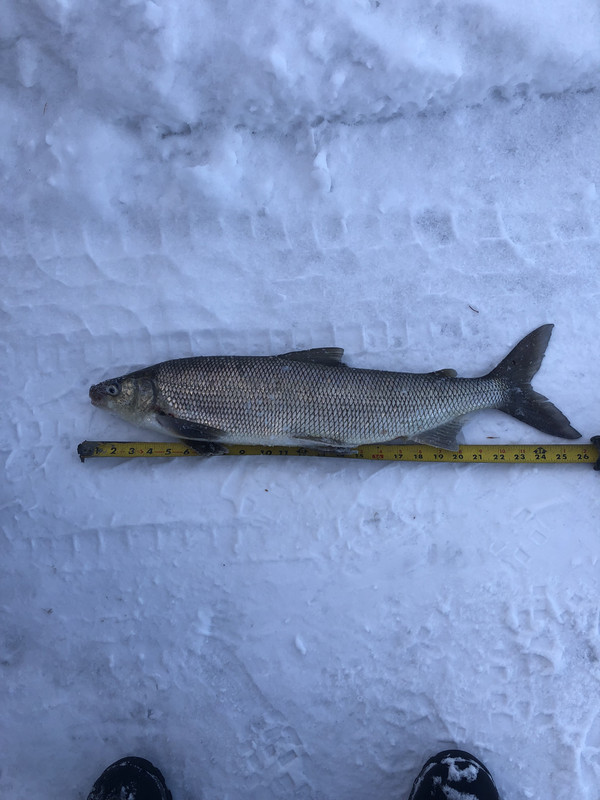 whitefish 007