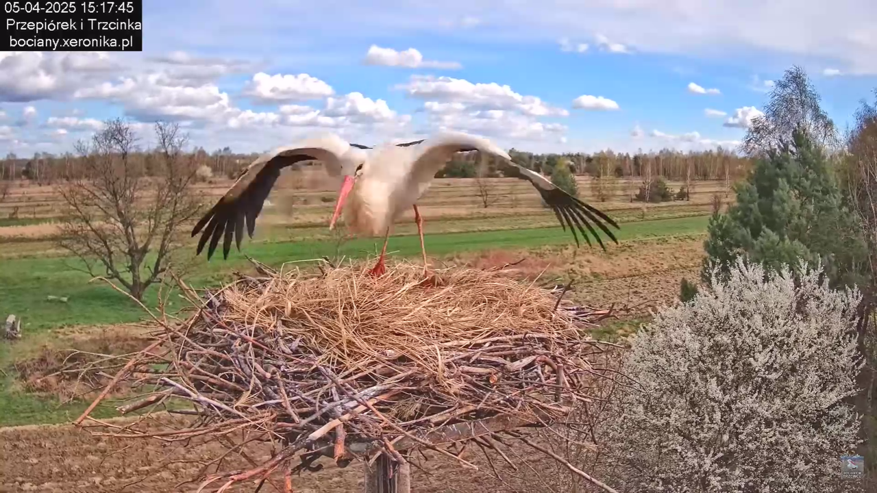 05042025paresekundwgniezdzie_21