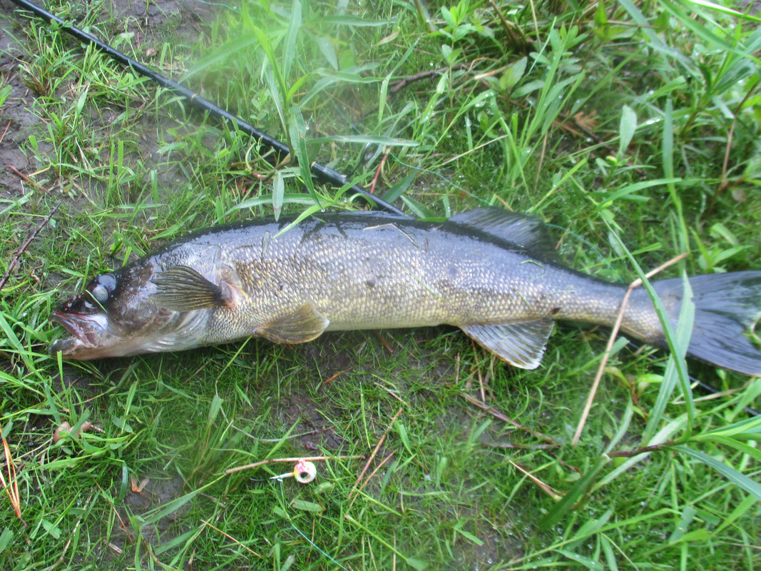 saranac river eyes 003