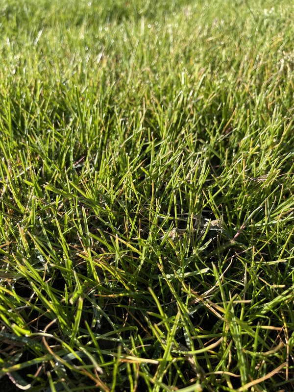 Fungus from too much watering? | Lawn Care Forum