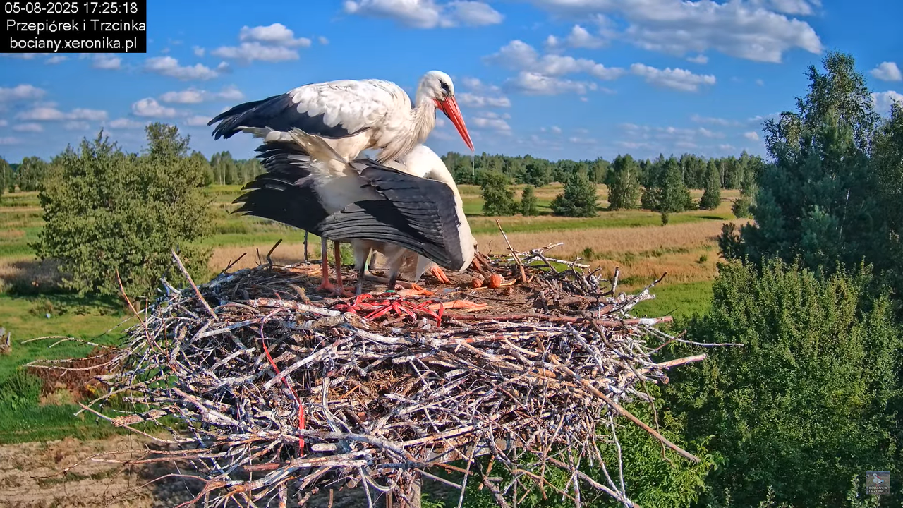 05082025bociany26