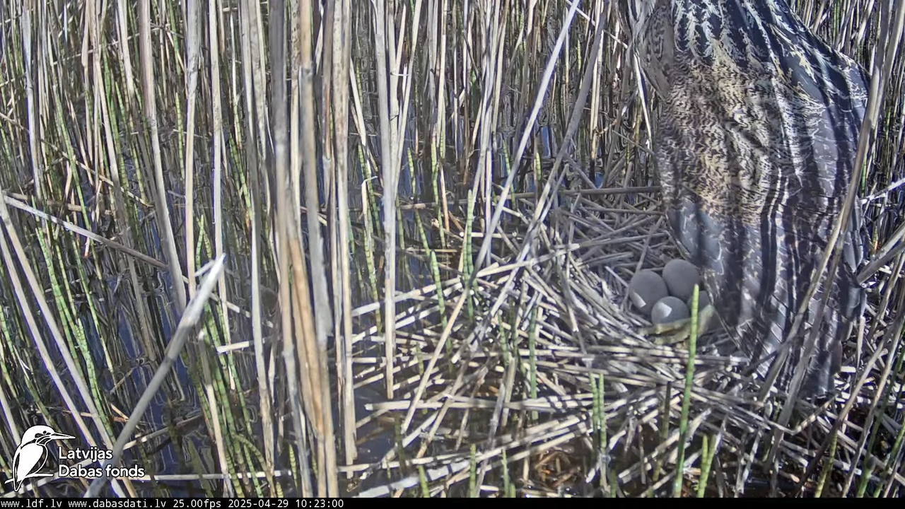 LDF Lielais dumpis (Botaurus stellaris) Zemītes pagastā 10-18-5 screenshot