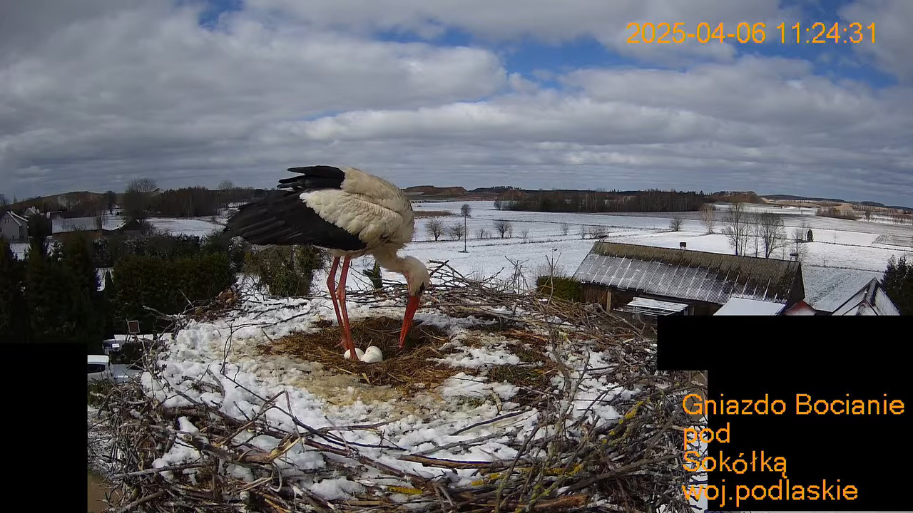 Stārķu ligzda netālu no Sokółkas — tiešraidē. 1-20-3 screenshot