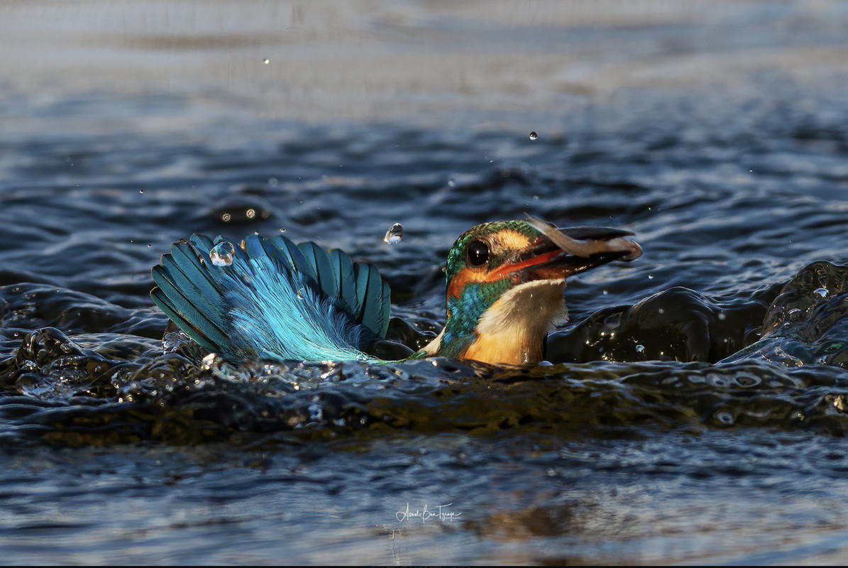 turquoisekingfishersinsea.jpg