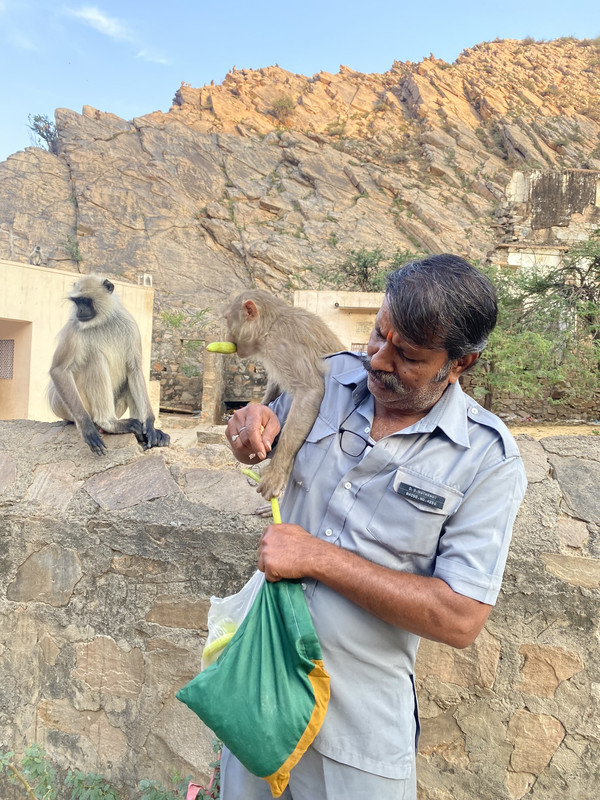 India: Un viaje esperado después de la pandemia - Blogs de India - Etapa 9 - De Pushkar a Jaipur: Templos, ofrendas y monos. (5)