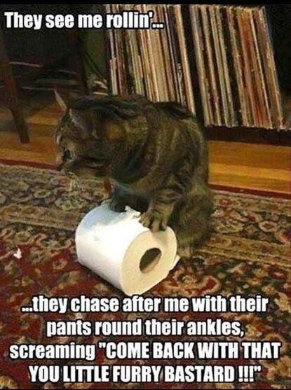 Cat Humor #7