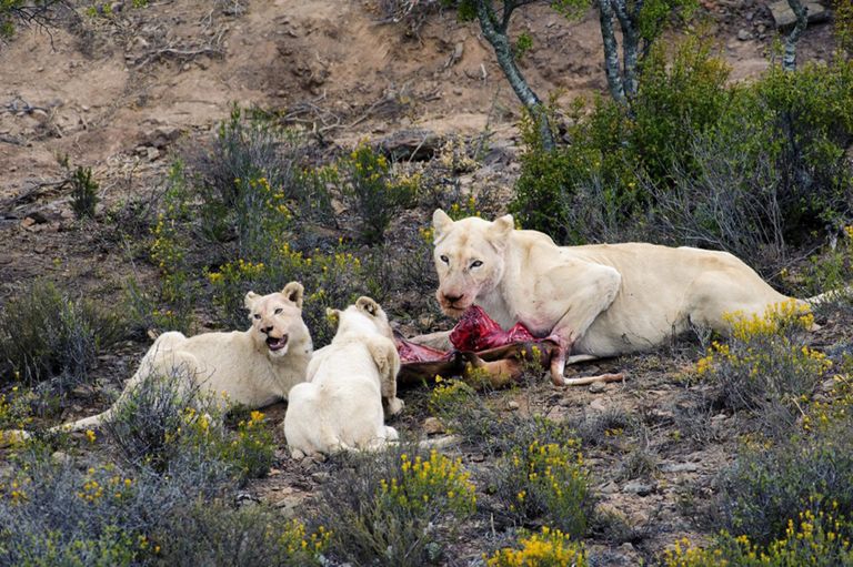 Hombre intenta roba cachorros de león blanco y es asesinado