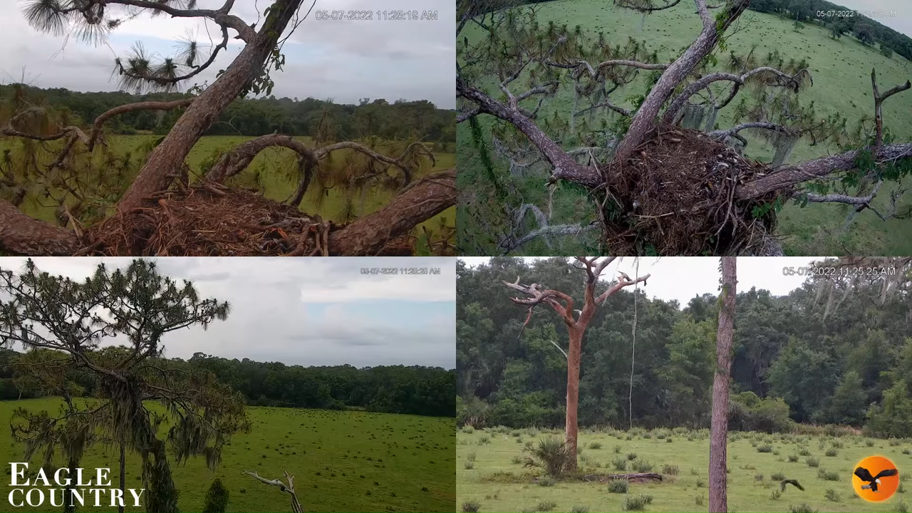 Eagle Country LIVE Bald Eagle Multi-View Cam 12-56-20 screenshot (2)
