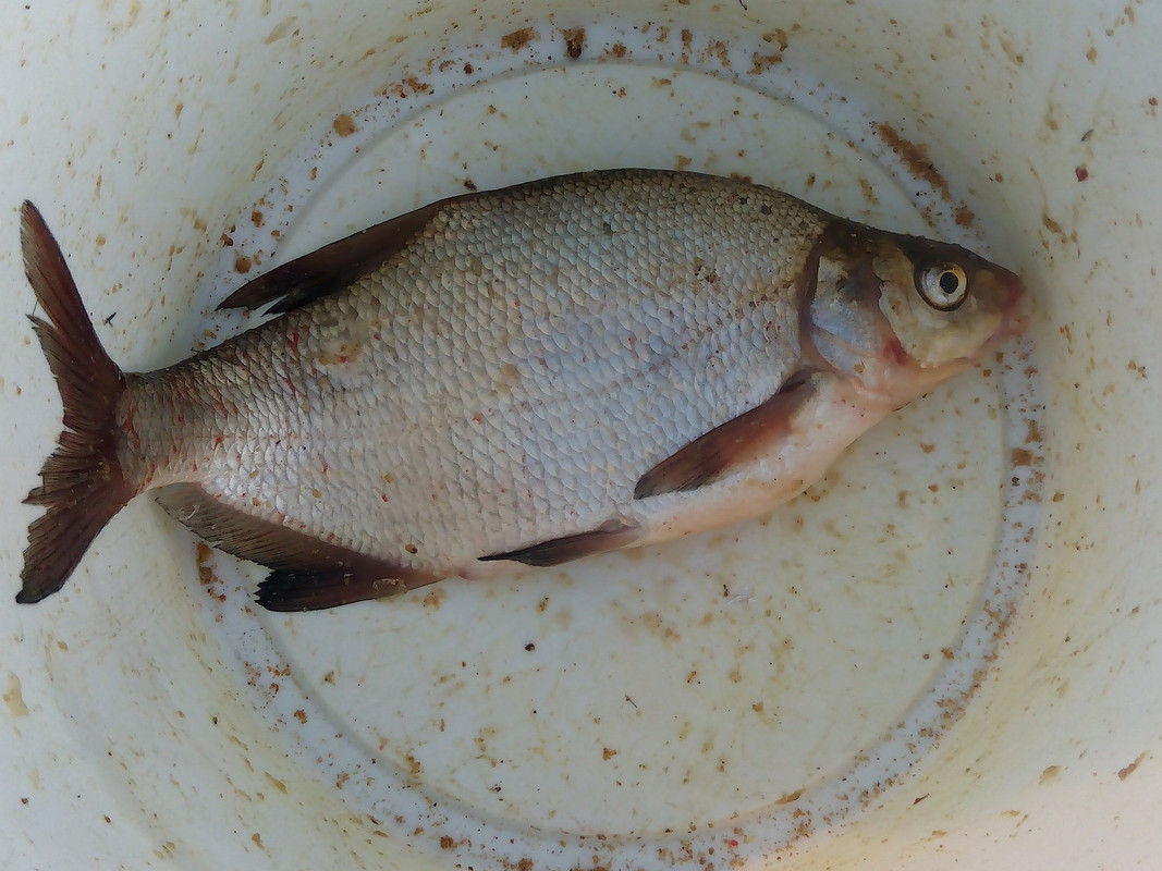 Мотозаводы 29.08.15 03