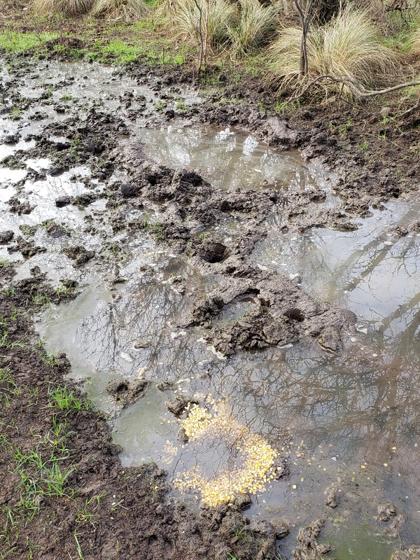 20190615_104146_resized