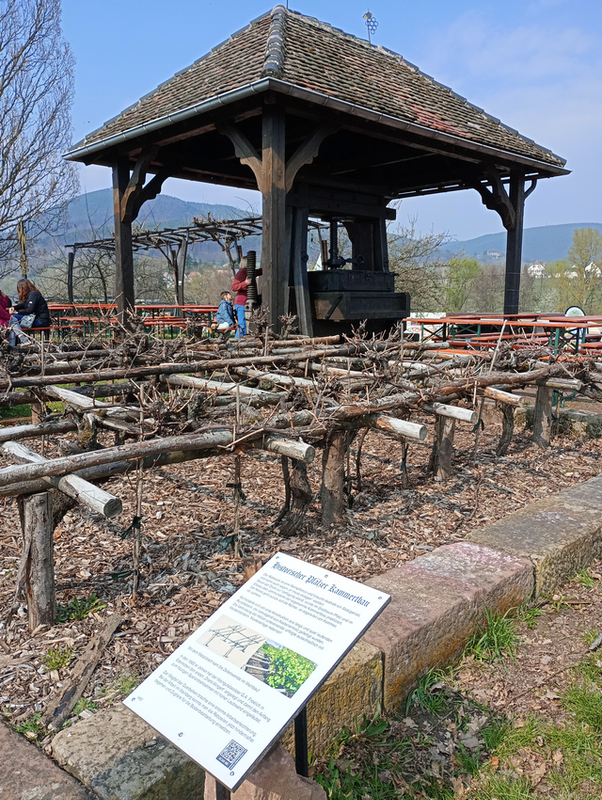 Ausstellungsobjekt entlang des Weinlehrpfads Edenkoben