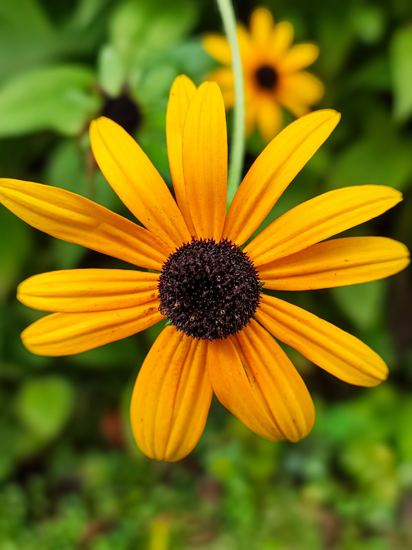 Rudbeckia fulgida