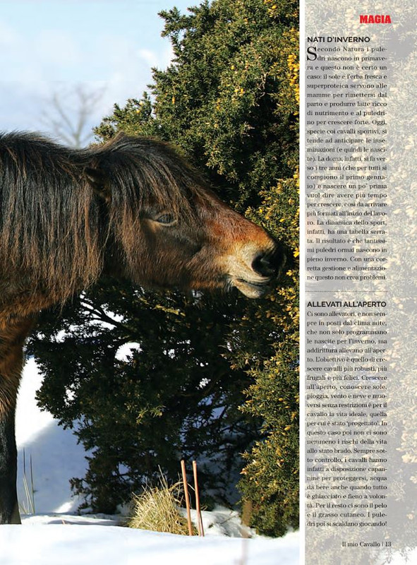 Il Mio Cav (Dic- 2021-Gen 2022) 4