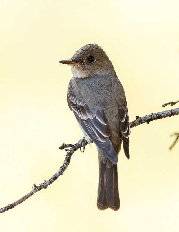 Western Wood-pewee-20
