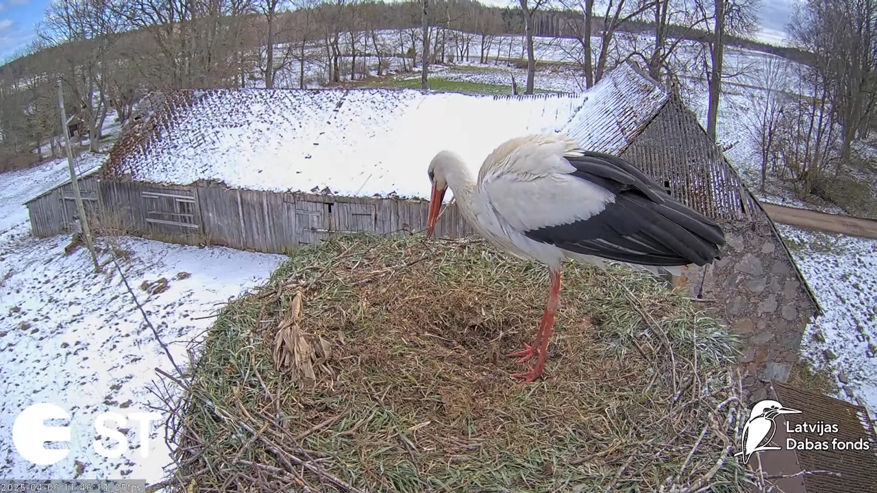 (8) Baltie stārķi (Ciconia ciconia) Tukuma novadā __ White storks in Tukums, Latvia - YouTube - 750_