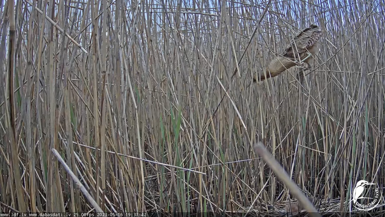 Lielais dumpis (Botaurus stellaris) Engurē - LDF tiešraide 11-27-32 screenshot