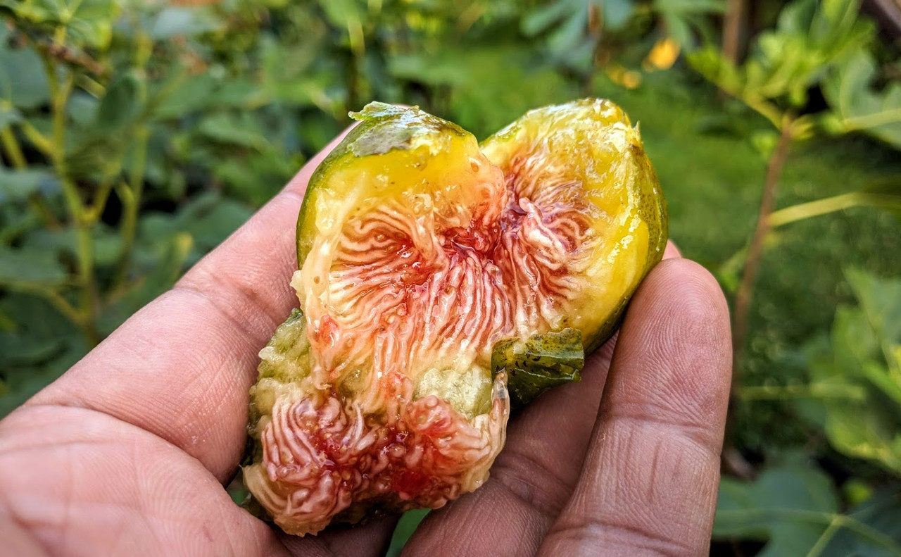 Faliciano 07-08-19(3)