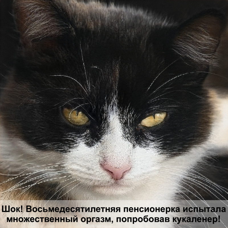 британская кошка лысеет живот