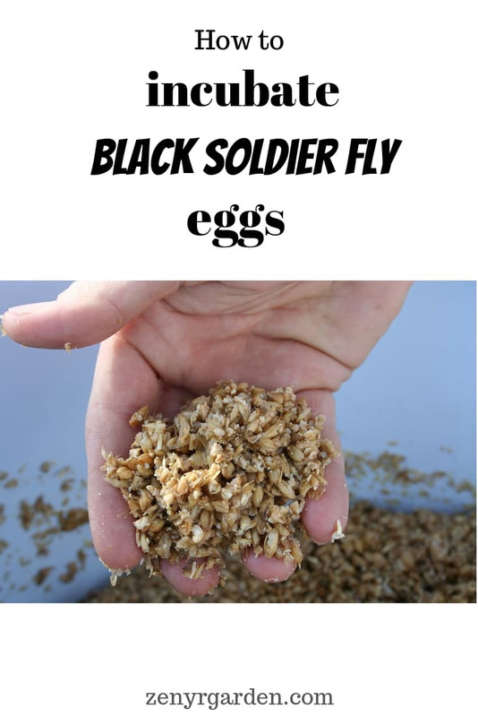 how-to-incubate-black-soldier-fly-eggs-pin.jpg