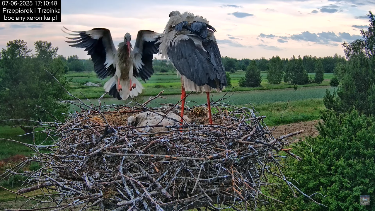 07062025bociany34