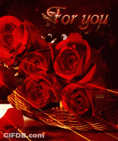 red roses for you bk2469sug4q8k6vx