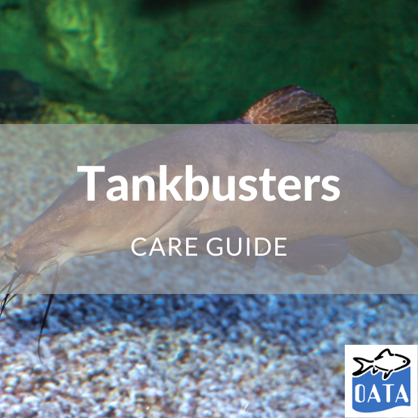OATA Guide to tank busters - Lincs Aquatics