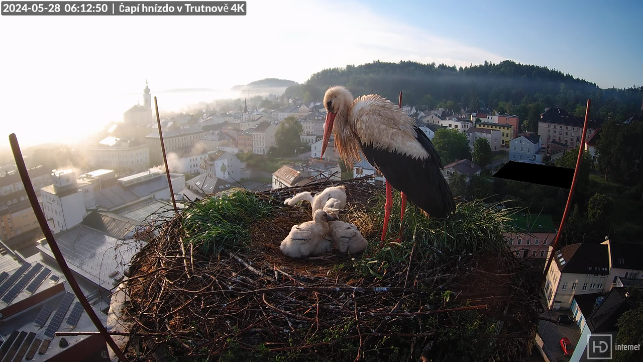Tiešraidē no stārķa ligzdas uz alus darītavas skursteņa Trutnovā 10-16-35 screenshot