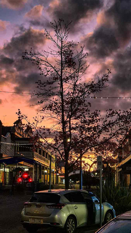 Evening tree