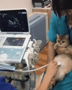 GIFs-23