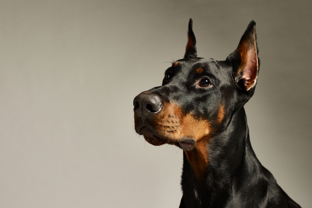Doberman