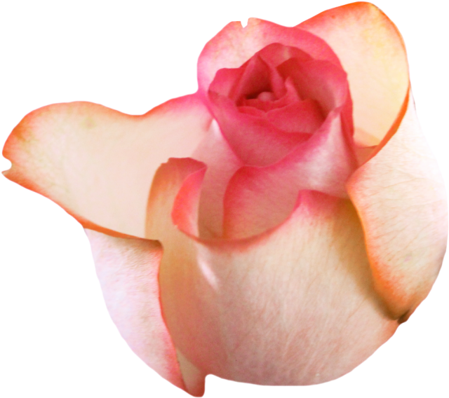 BIBI-PINK ANGEL ELEMS (86)