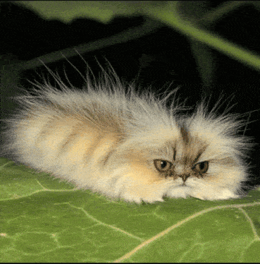 IMG-0471.gif