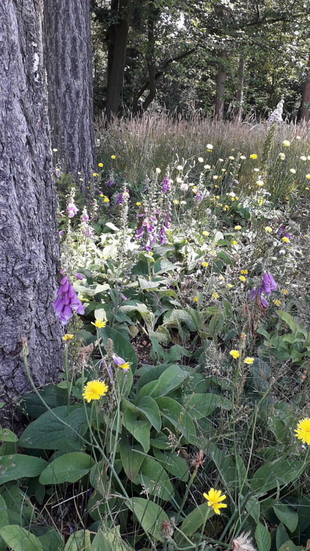 [Image: 20190623-142912.jpg]