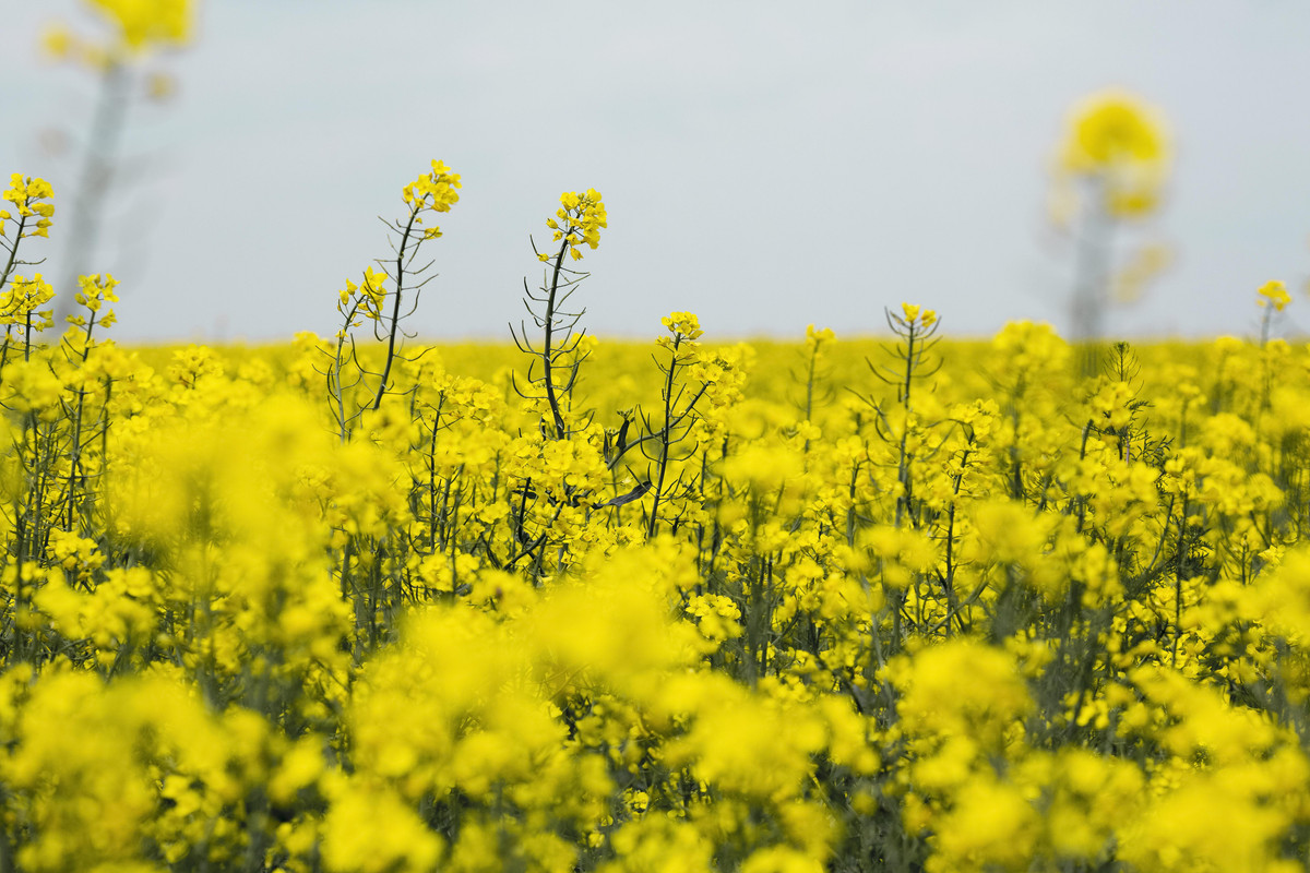 Поле рапса